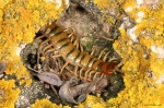 <i>Scolopendra cingulata</i>