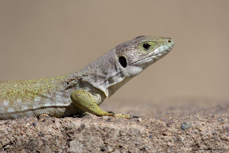 Lagarto ocelado hembra