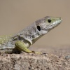 Lagarto ocelado hembra