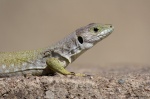 Lagarto ocelado hembra