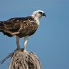 Águila pescadora