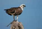 Águila pescadora