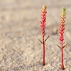 Euphorbiaceae