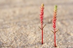 Euphorbiaceae