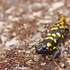 Salamandra