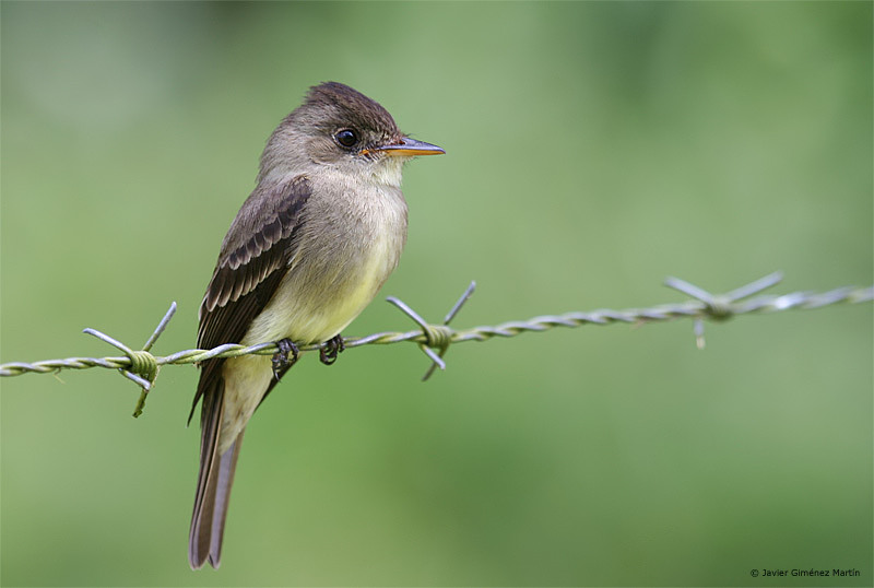 Flycatcher