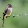Flycatcher