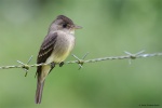 Flycatcher