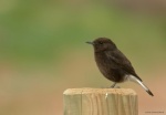 Collalba negra