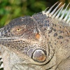 Iguana verde