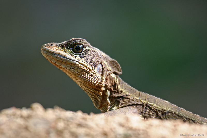 Retrato de basilisco