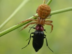 Depredador y presa