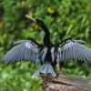Anhinga