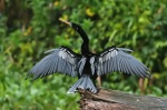 Anhinga