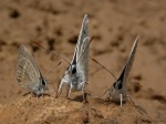 Espiritrompas
