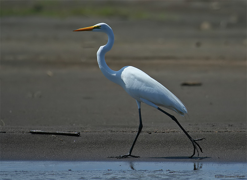 Garza grande