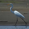 Garza grande