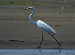 Garza grande