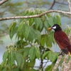 Oropendola de Montezuma