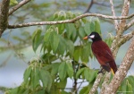 Oropendola de Montezuma