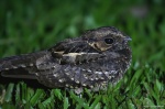 Tapacaminos