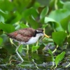 Jacana