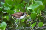 Jacana