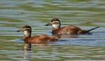 Malvasía cabeciblanca hembra