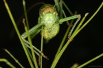 <i>Ephippiger ephippiger</i>