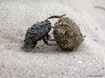 <i>Scarabeus </i>