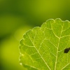 Universo verde