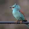 Carraca