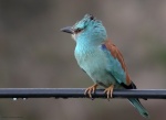 Carraca