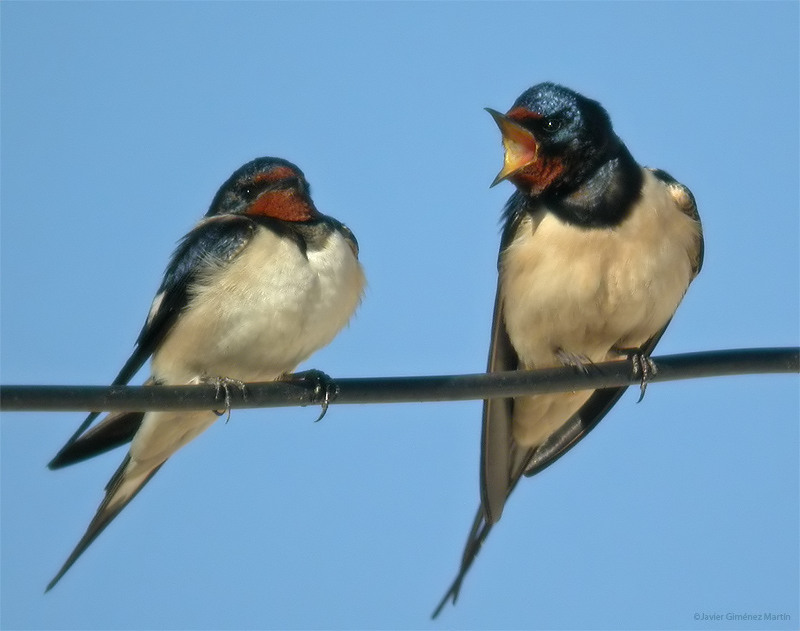 Golondrina común