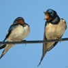 Golondrina común