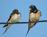 Golondrina común