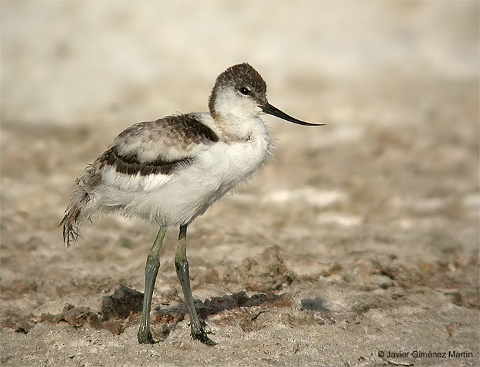 Avoceta joven
