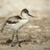 Avoceta joven