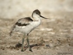 Avoceta joven