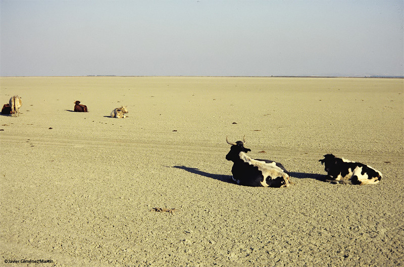Vacas en Doñana