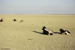 Vacas en Doñana