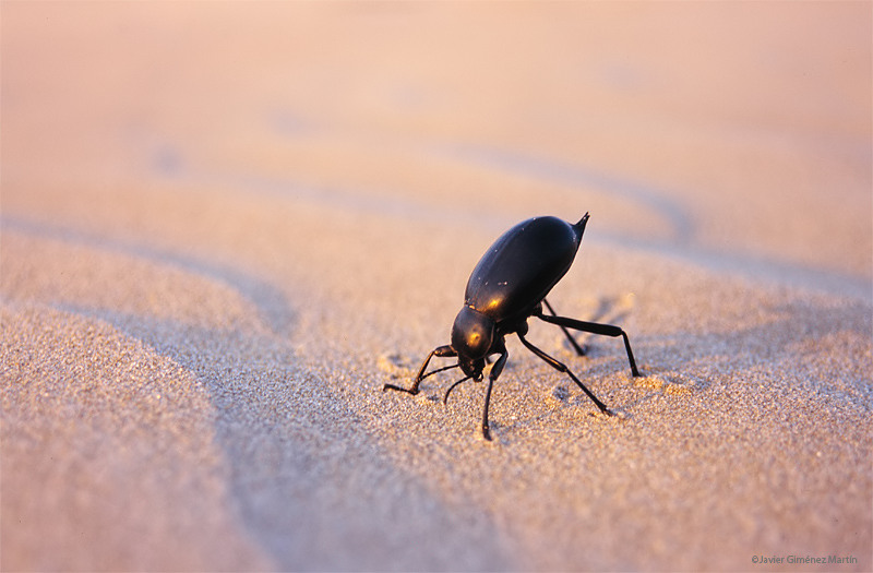 <i>Blaps</i> en las dunas de Doñana