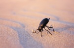 <i>Blaps</i> en las dunas de Doñana