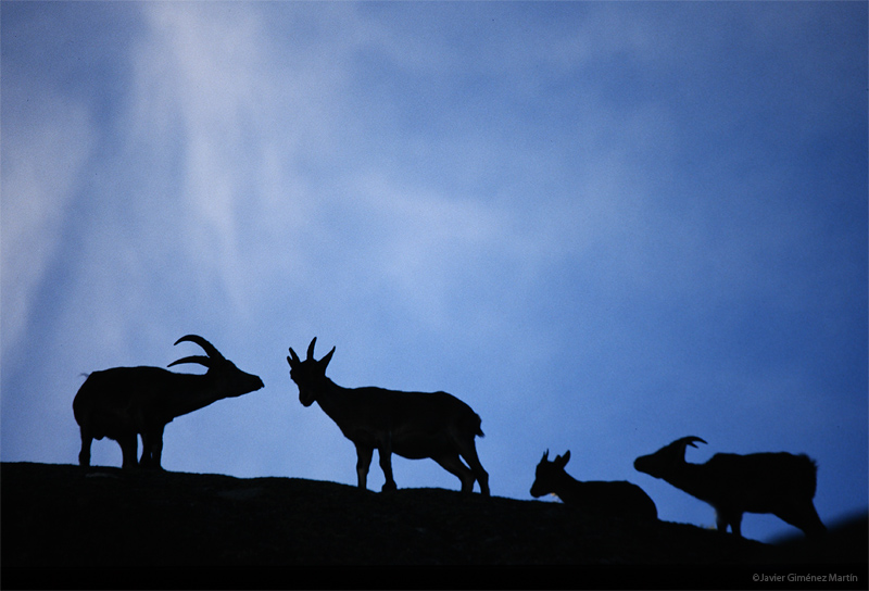 Cabras monteses a contraluz