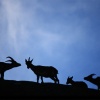 Cabras monteses a contraluz