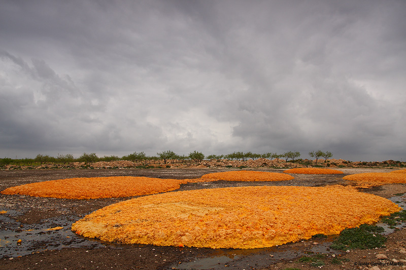 Naranjas en el suelo