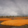 Naranjas en el suelo