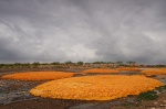 Naranjas en el suelo