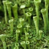 Cladonia
