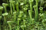 Cladonia